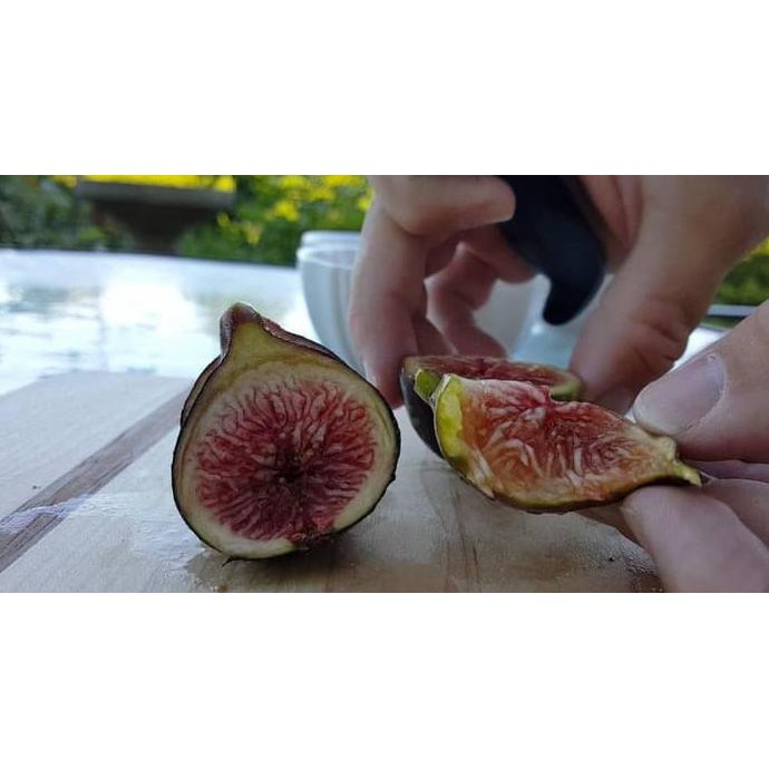 HOT PRODUCT  TANAMAN BIBIT BUAH TIN BLACK MADEIRA BERGARANSI COD