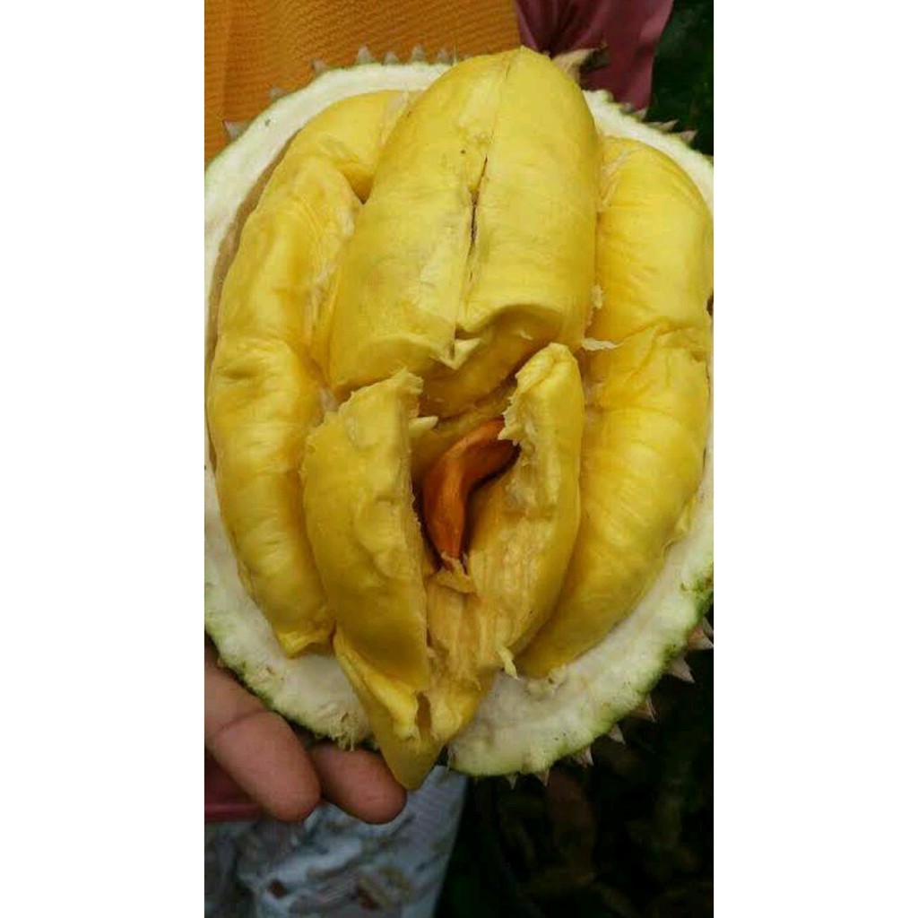 Bibit Buah Bibit Buah Durian Musang King Kaki 10 Siap Tanam #_*