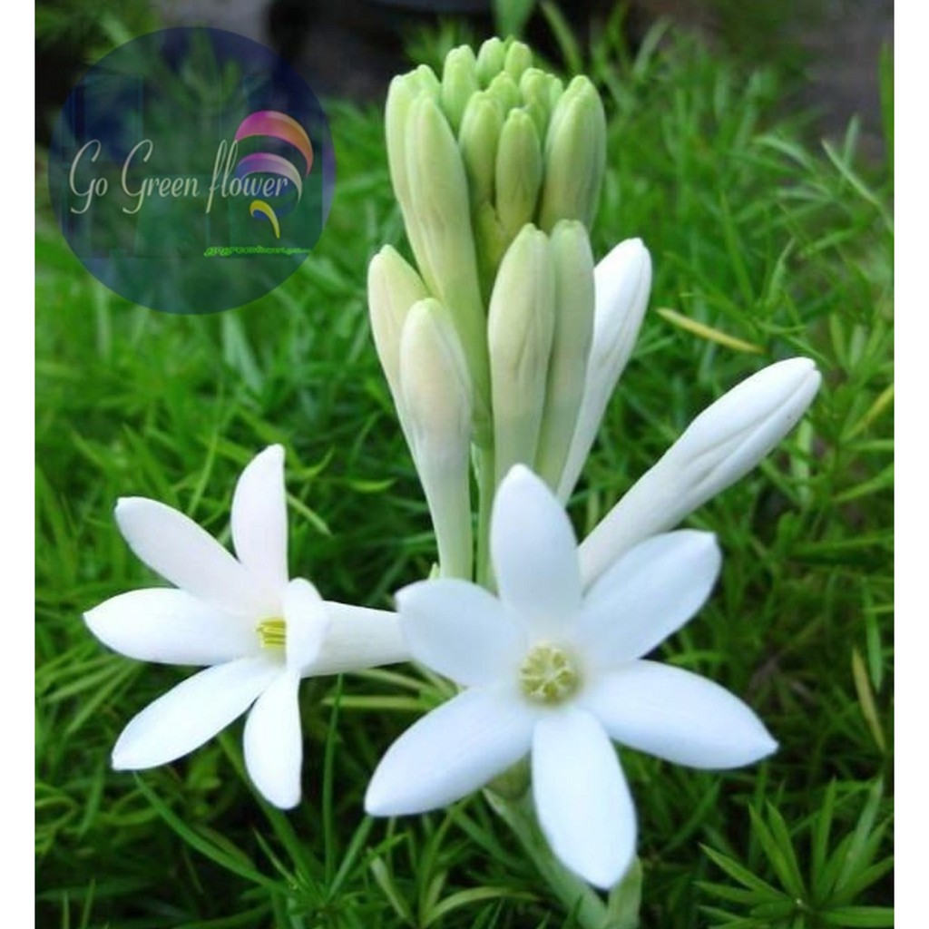 BIBIT BUNGA SEDAP MALAM TANAMAN BUNGA WANGI