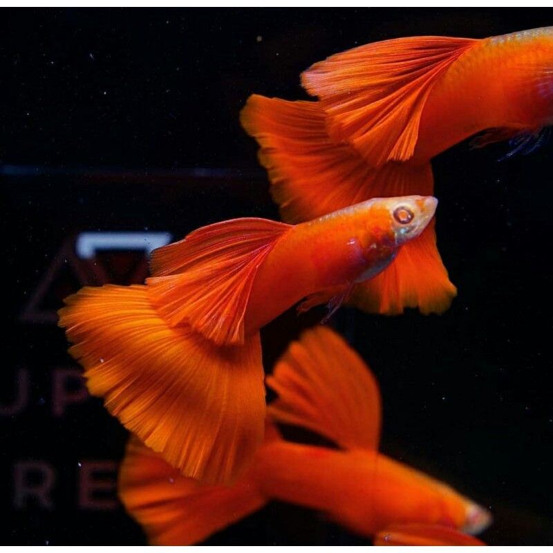 ikan hias Guppy hemat 4 pasang