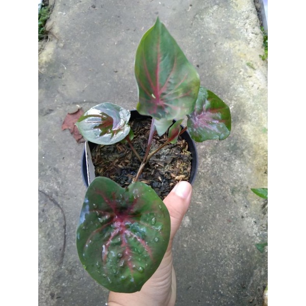 Doreng Caladium