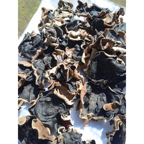 

jamur kuping kering hitam super