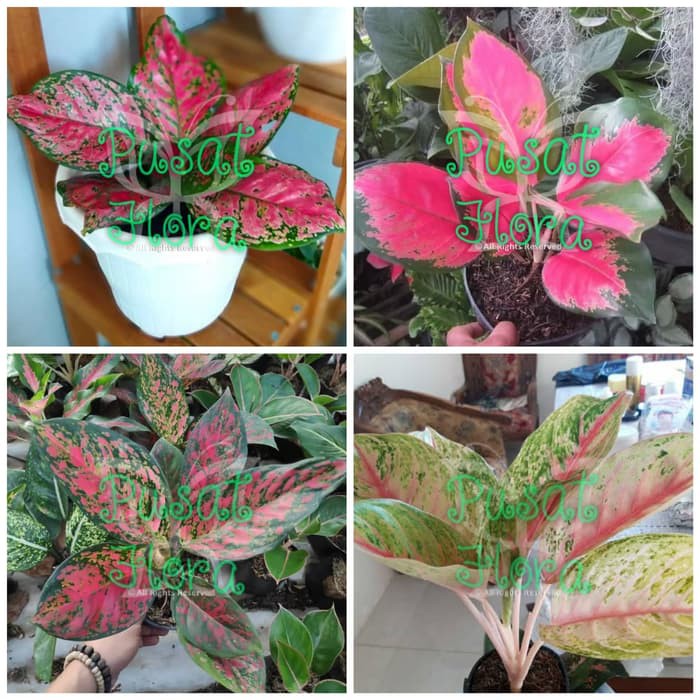 paket 4 jenis aglonema