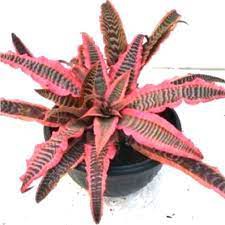 tanaman hias cryptanthus elaine / tanaman hias