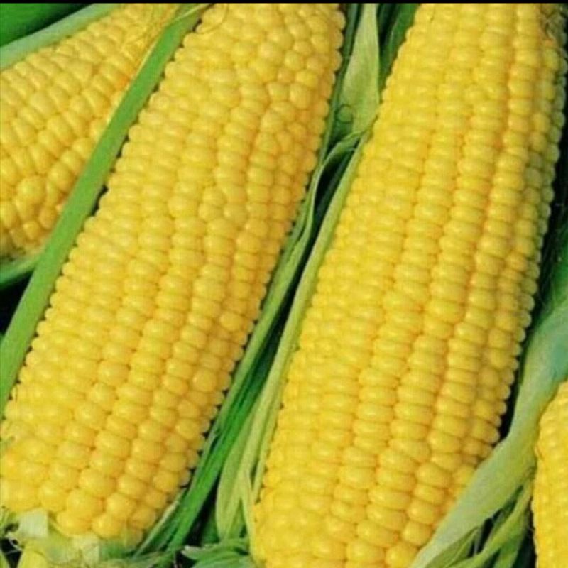 

JAGUNG MANIS FRESS 1 PLASTIK ISI 4 BUAH