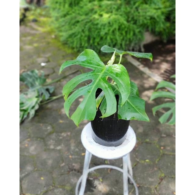 Monstera Deliciousa King - Monstera King - Tanaman Hias Monstera King (Remaja)