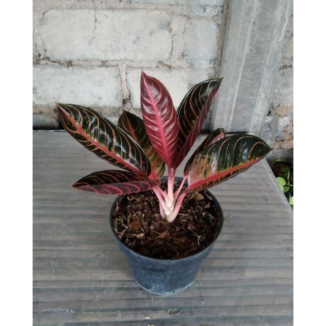 aglonema bonggol red sumatra