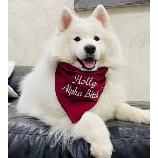 Bandana Anjing Bordir Nama | Dog Bandana Bordir