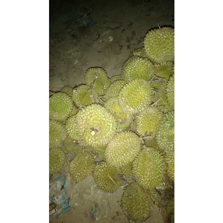 

durian medan