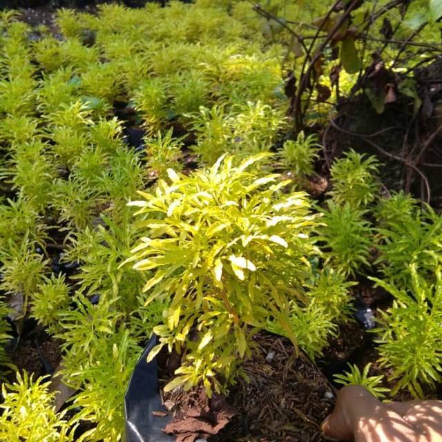 brokoli kuning - hiasan taman - tanaman hias brokoli kuning - brokoli - bibit tanaman hias