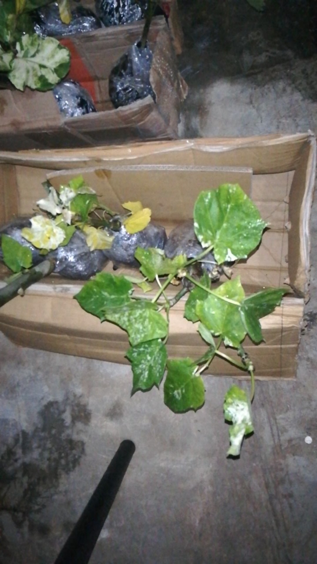 Tanaman Jarak Varigata / Jatropha Curcas Variegata