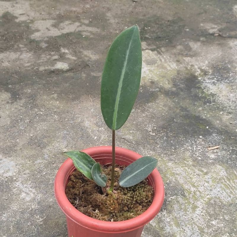 philodendron callosum