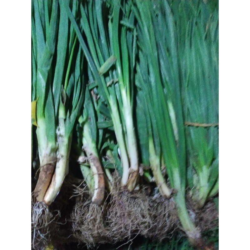 

sayur,sayuran segar,daun bawang,daun bawang besar,sayur murah,daun bawang hijau,daun bawang fresh