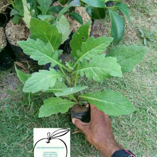 

Bibit daun dewa untuk herbal