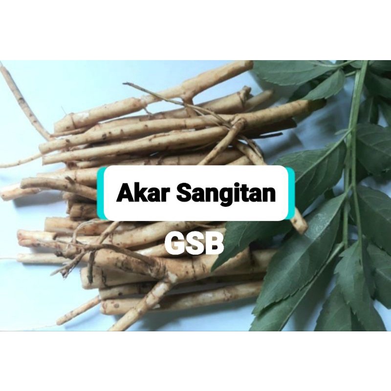 

Akar sangitan segar / akar sambucus javanica 500 gram