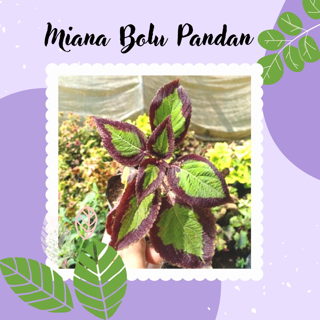 Tanaman Miana Hias Miana Premium Bolu Pandan Premium Miana Bolu Pandan Daun Hijau Cokelat