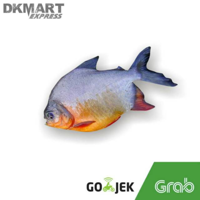 Ikan bawal merah tawar 500 gram