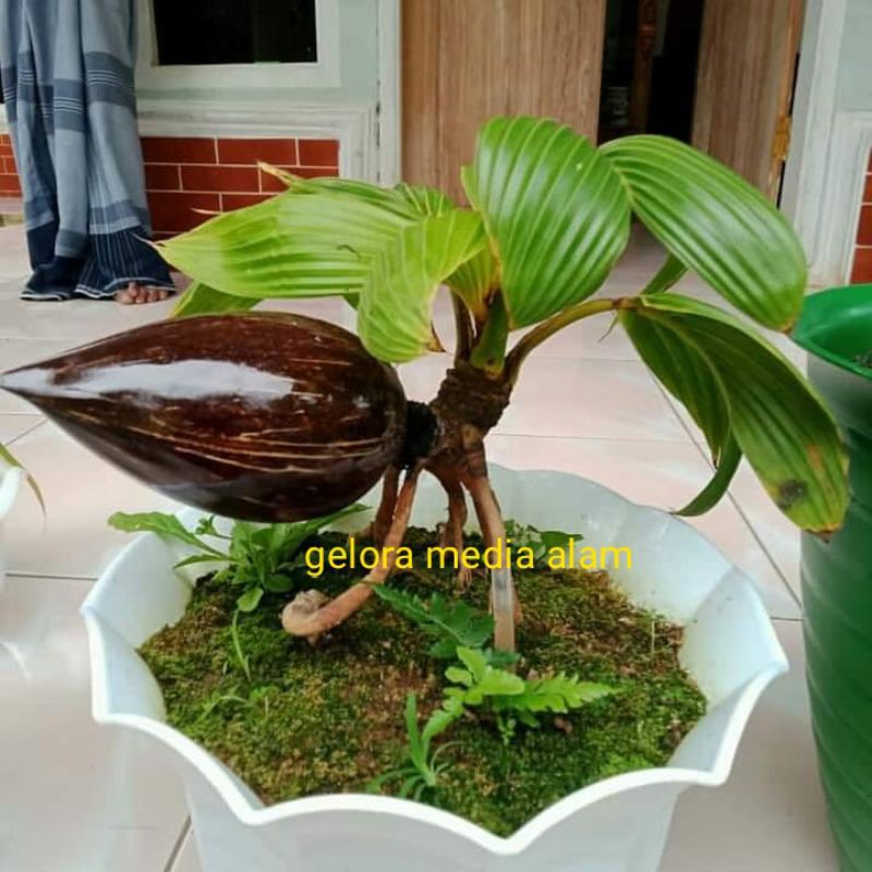 Bahan bonsay kelapa batang hijau