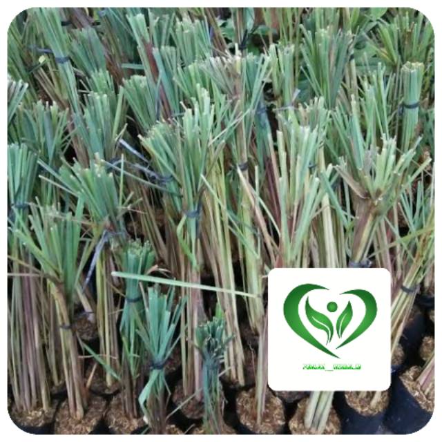 Bibit tanamah sereh wangi serai pohon serai wangi