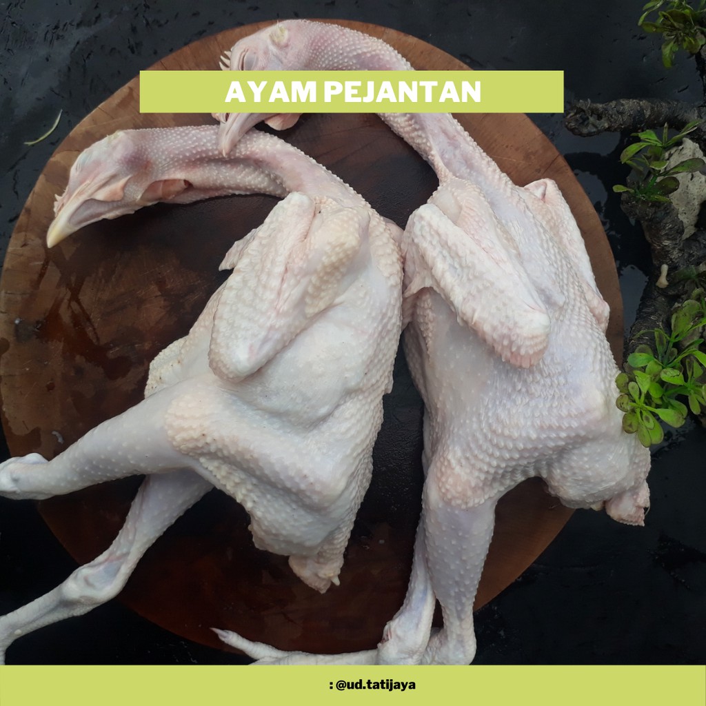 

Termurah!! Ayam pejantan / ayam jantan asli 1kg (timbangan hidup)