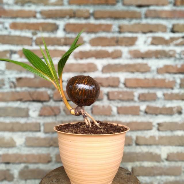 Bonsai Kelapa Bonsai Unik Murah Bonsai Minion Shopee Indonesia