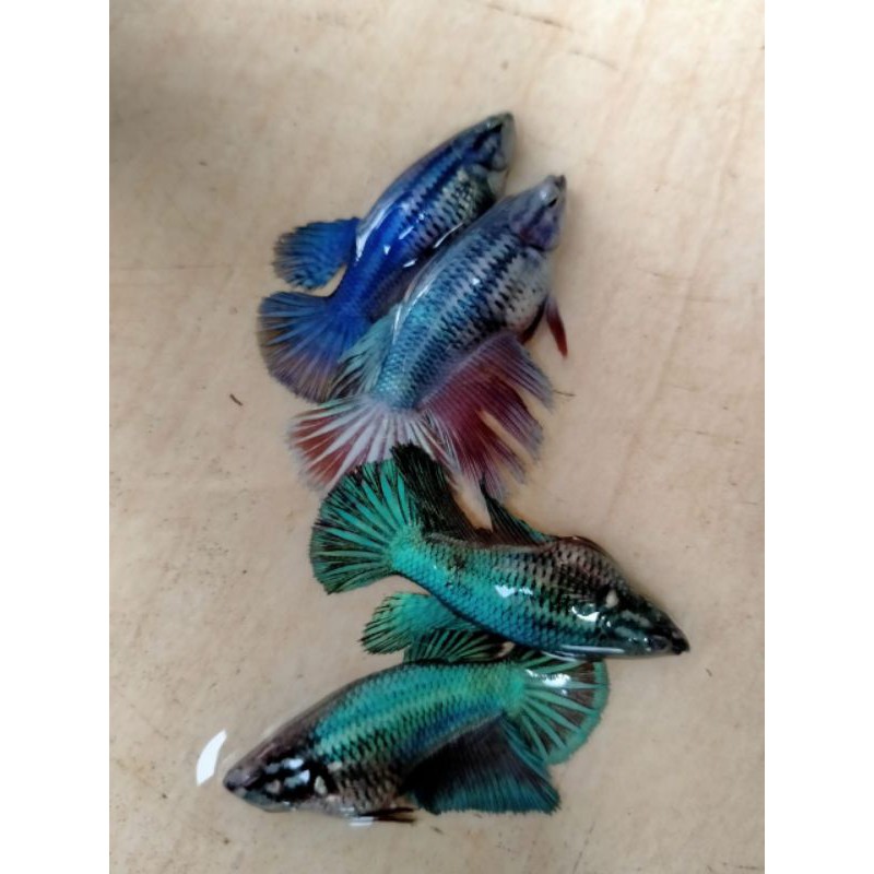 cupang, Halfmoon betina