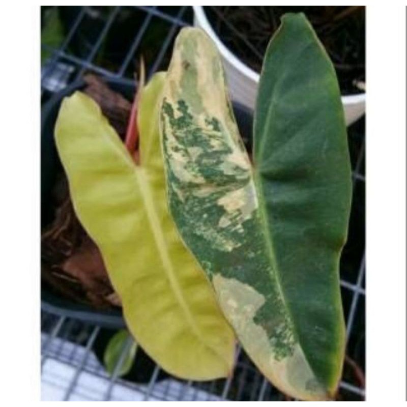 Anakan Tanaman Hias Kabel Busi Varigata