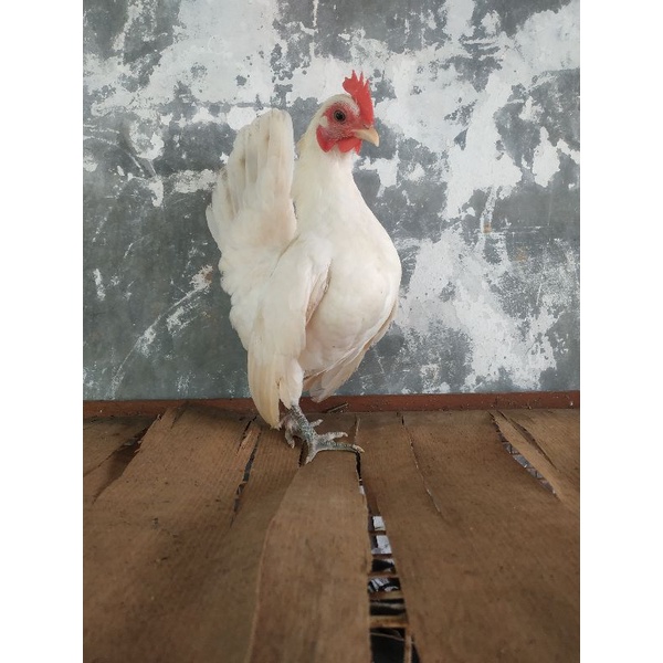 ayam Serama betina putih polos