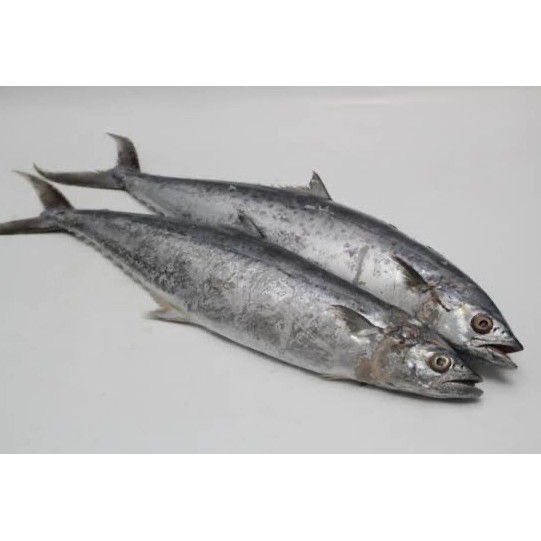 Ikan Tenggiri Segar 500gr Tenggiri Utuh