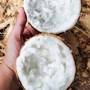 

Buah Kelapa Kopyor Segar Mantab Ukuran M