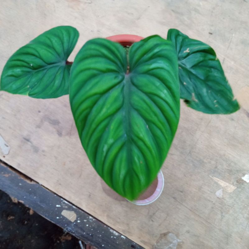 philodendron Plowmanii black face