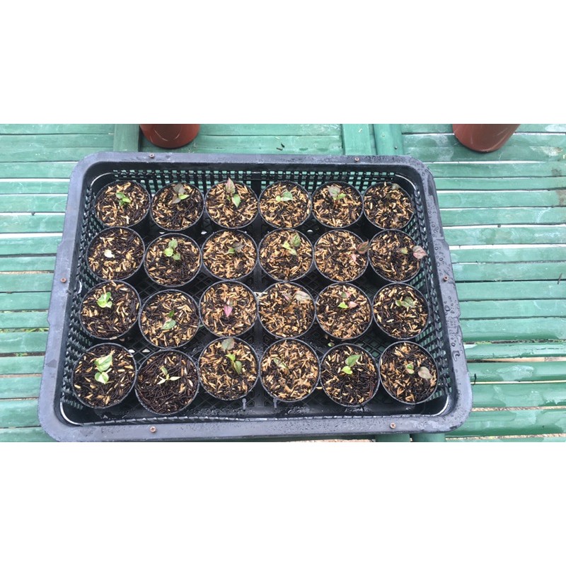 bibit anthurium hookeri pink