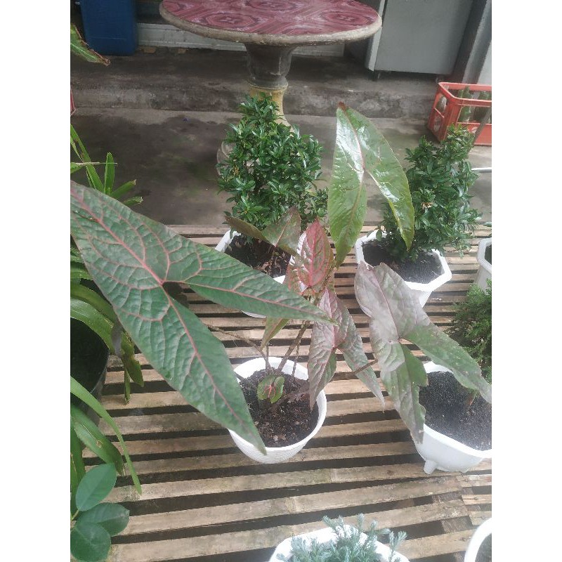 alocasia black jack