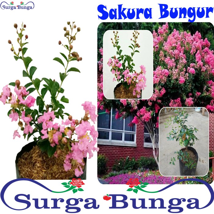 Tanaman sakura bungur lokal pink  (Lagerstroemia speciosa)- sakura pink