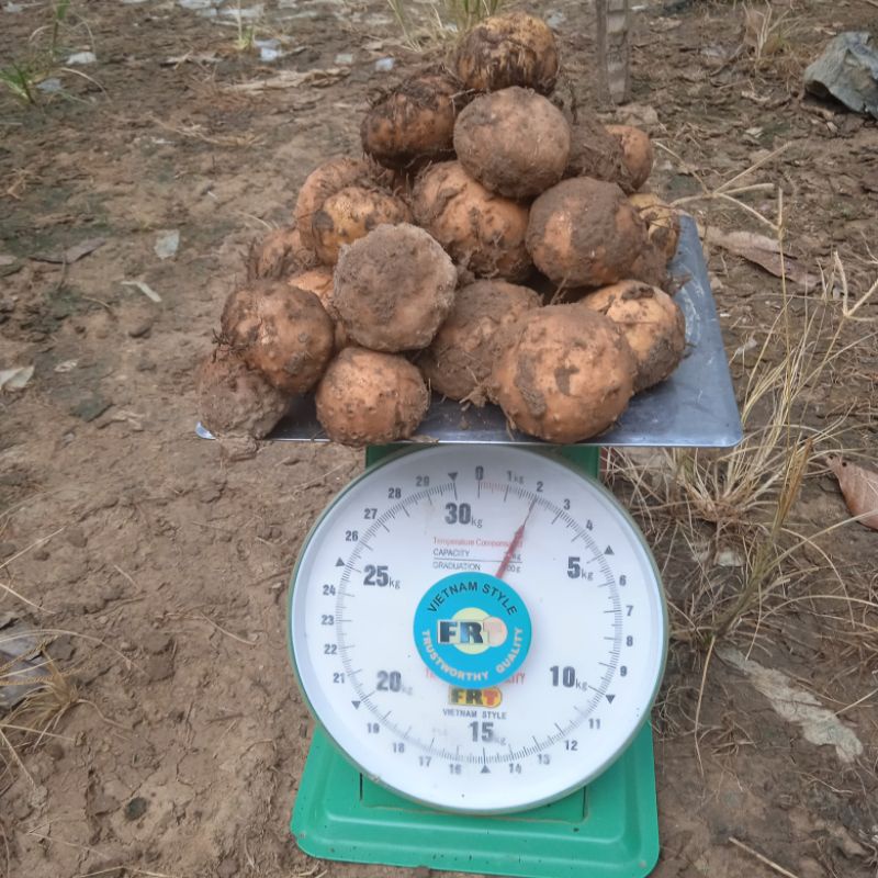 bibit umbi porang per 1kg