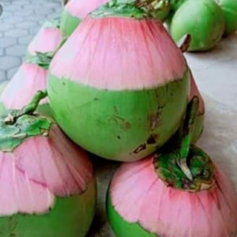 Buah kelapa muda kelapa ijo cengkir/kelapa obat