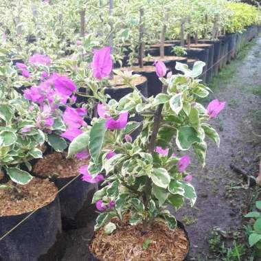 Tanaman bogenvil 1 holand 5 kak kianhey