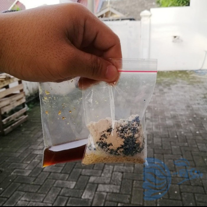 pupuk kultur chlorella air hijau green water