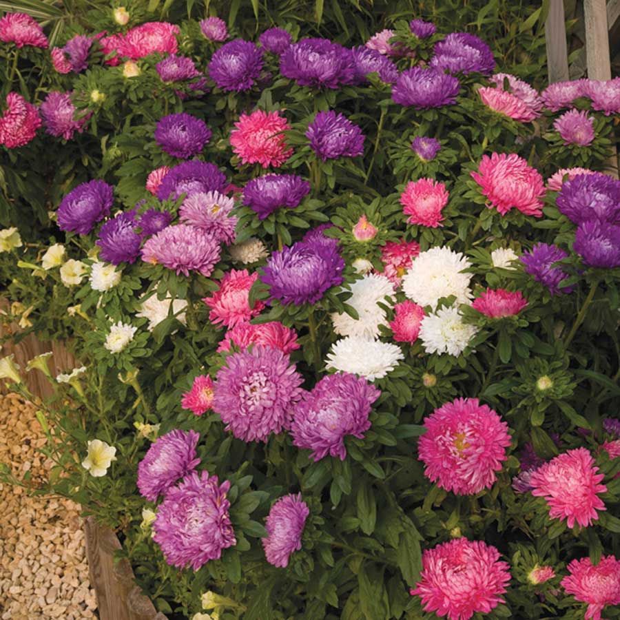 20 Biji Benih Aster Powder Puff Mix