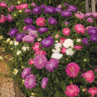 Bibit Benih Seeds Biji Bunga  ASTER  POWDER  PUFF  Tahan 