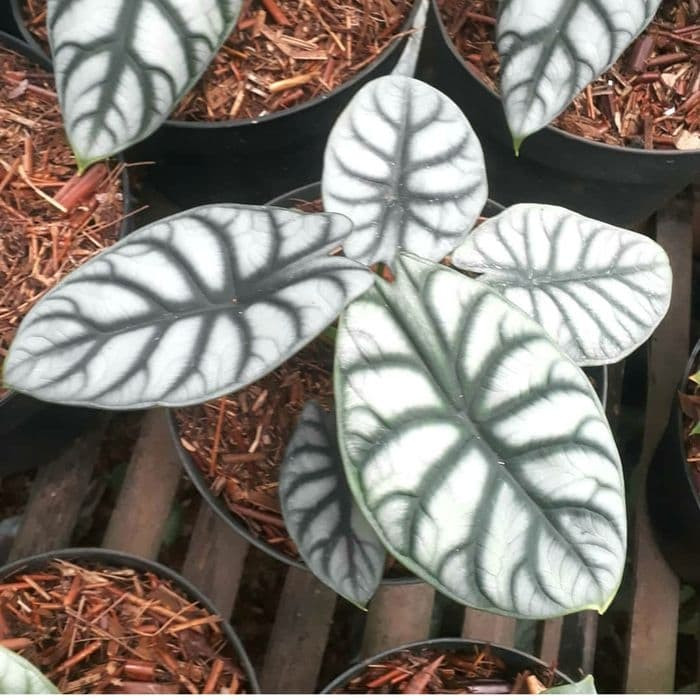 tanaman hias alokasia silver besar + pot