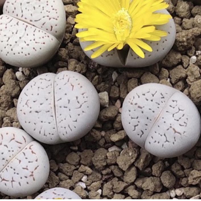 

Trend Dinteranthus Vanzylii seeds (import) 6UU..
