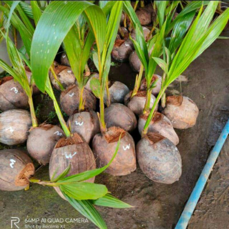 Bibit kelapa wulung / kelapa hijau wulung / kelapa ijo asli