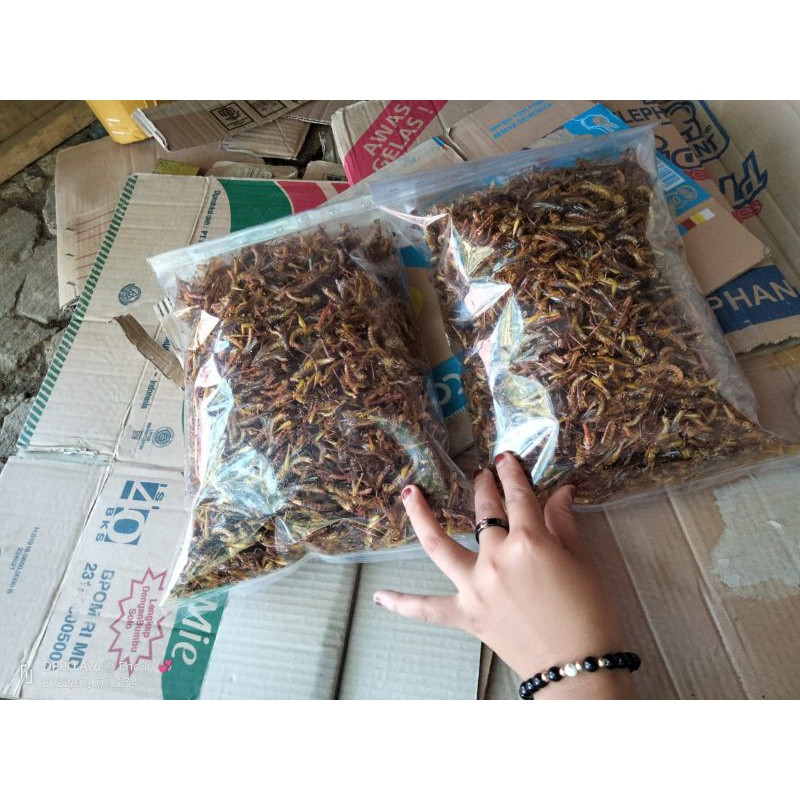 

belalang goreng kemasan 1/2kg 155rb an
