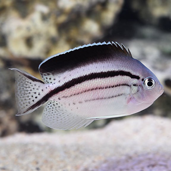 70 Koleksi Jual Ikan Hias Air Laut Di Jakarta Barat Gratis