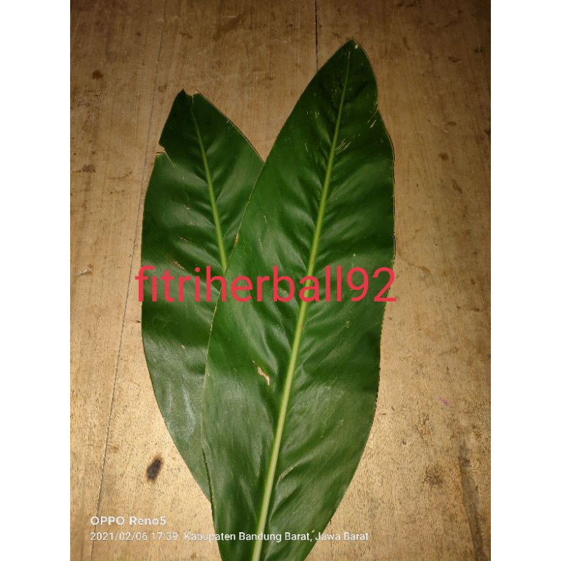 

Daun lengkuas segar 500g