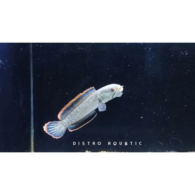 ( COD ) LIMBATA RIM TEBAL FULL PELET GRADE A