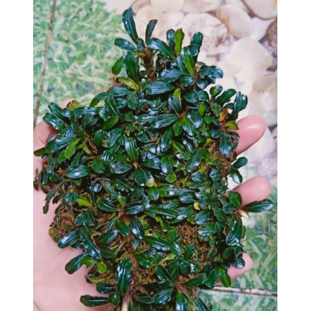 buce sp mini kapuas perkeranjang + bonus random