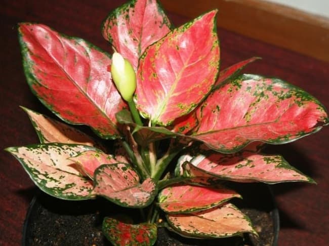 Tanaman aglaonema merah siam / aglonema merah siam