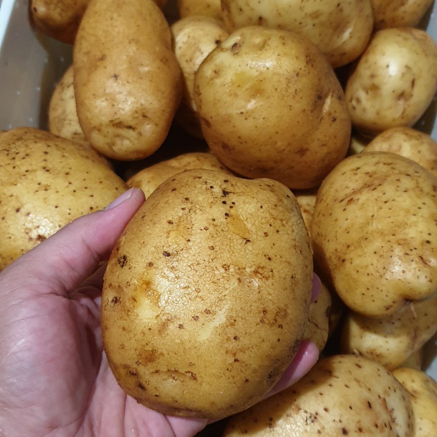 

Kentang dieng besar dan fresh 1kg.